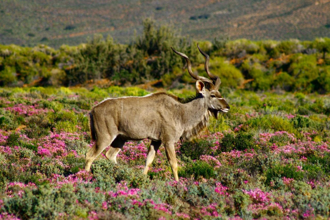 Inverdoorn Game Reserve Lodge Breede River Exteriér fotografie