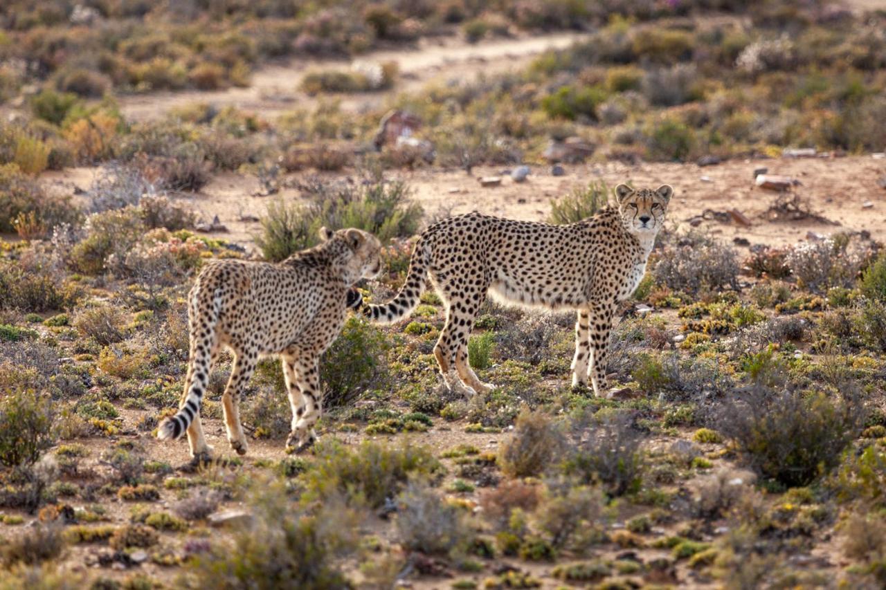 Inverdoorn Game Reserve Lodge Breede River Exteriér fotografie